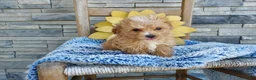 Maltipoo dogs for sale: Liam - Ad 3