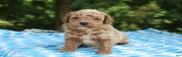 Miniature Poodle dogs for sale: Sydney - Ad 2