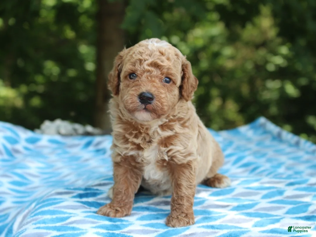 Miniature Poodle dogs for sale: Sydney - Ad 2