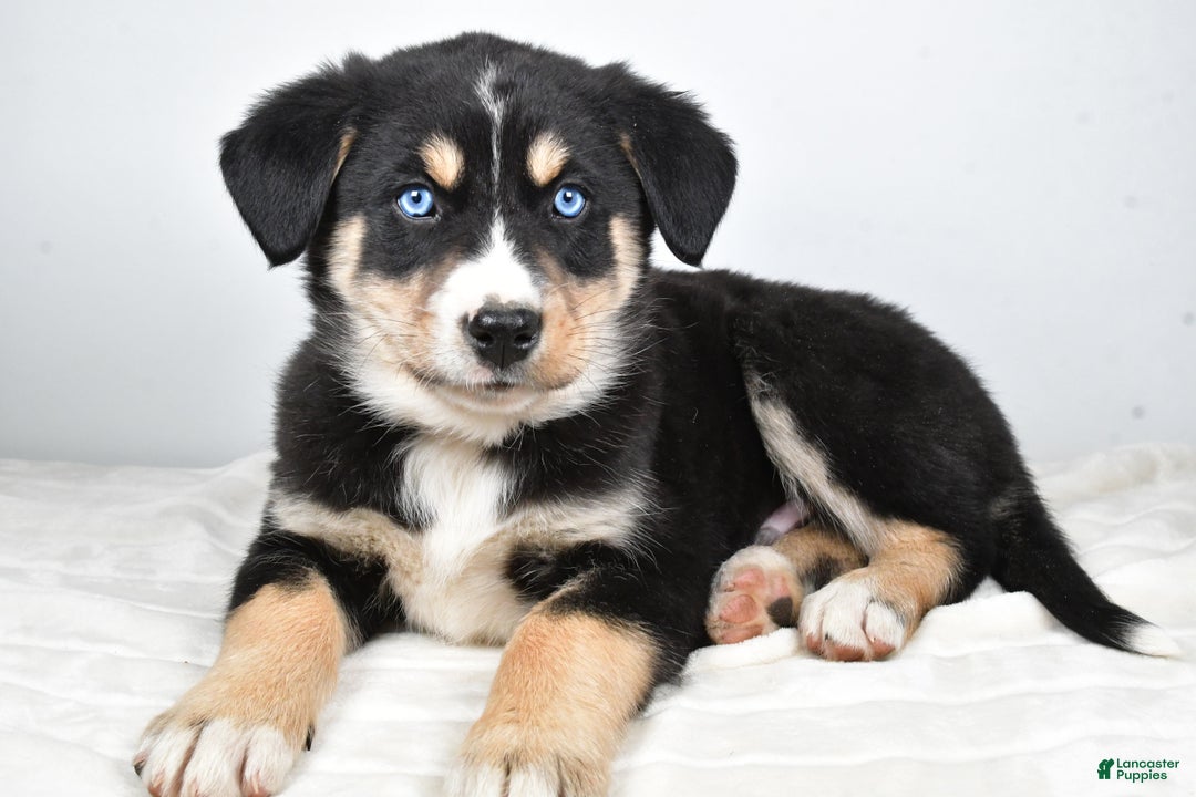 Mixed Breed dogs for sale: Bo - Ad 6