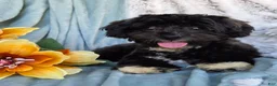 Shihpoo dogs for sale: Charlie Lee - Ad 3