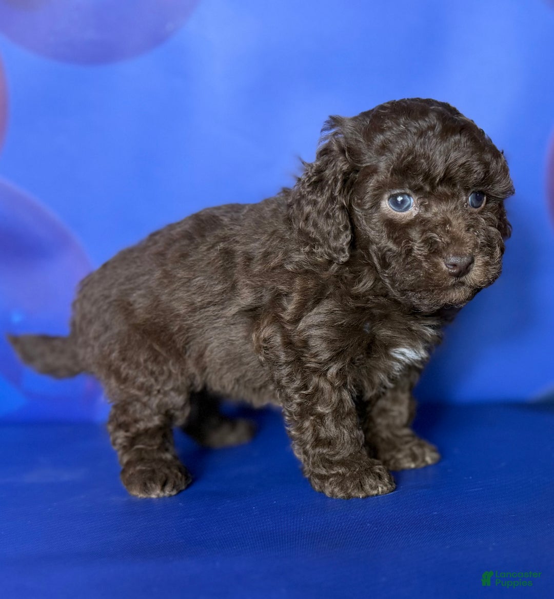 Toy Poodle dogs for sale: ACA DNA Truffle - Ad 2
