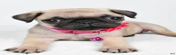 Pug dogs for sale: Angie - Ad 6