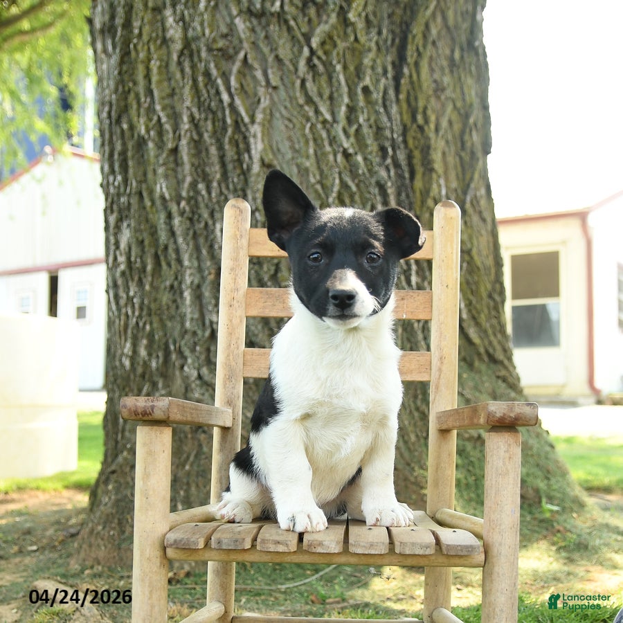 Mixed Breed dogs Oakley - Ad 1