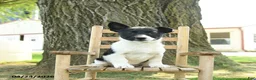 Mixed Breed dogs for sale: Oakley - Ad 1