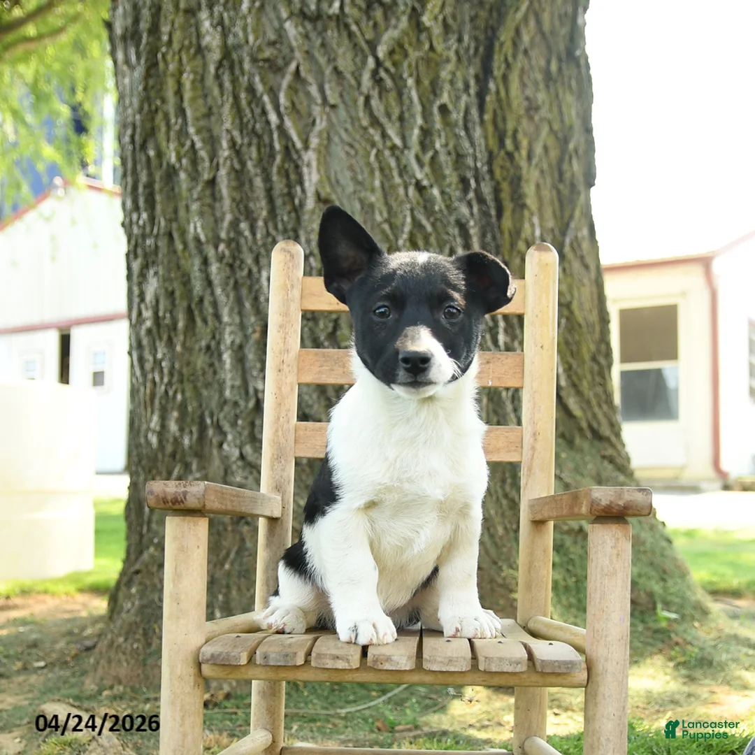 Mixed Breed dogs for sale: Oakley - Ad 1