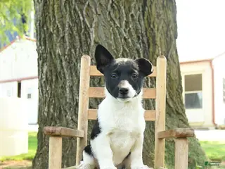 Mixed Breed dogs for sale: Oakley - Ad 2