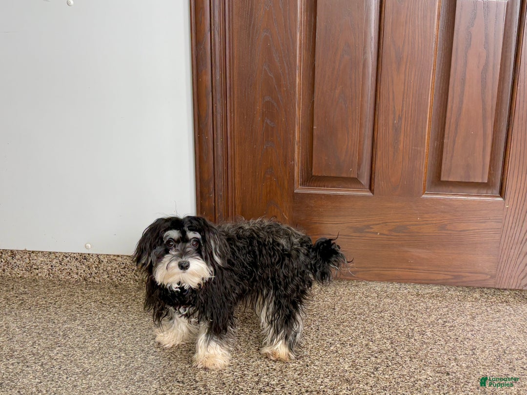 Mixed Breed dogs for sale: Hannah - Ad 1