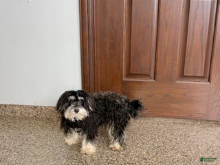 Mixed Breed dogs Hannah - Ad 22