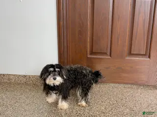 Mixed Breed dogs Hannah - Ad 21