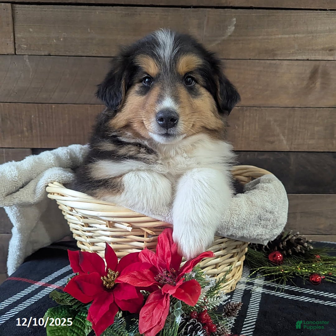 Mixed Breed dogs for sale: Trump - Ad 1