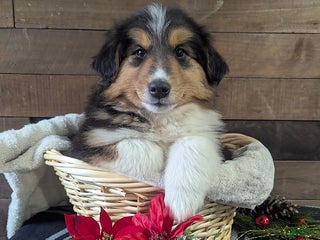 Mixed Breed dogs Trump - Ad 10