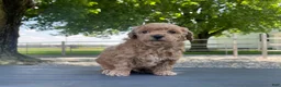Miniature Poodle dogs for sale: Aaron Miniature Poodle Puppy  - Ad 7