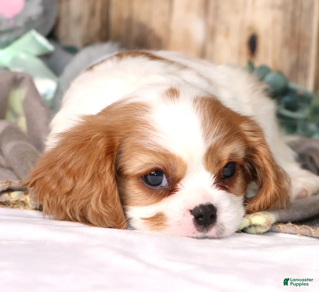 Cavalier King Charles Spaniel dogs for sale: Dynamite - Ad 2