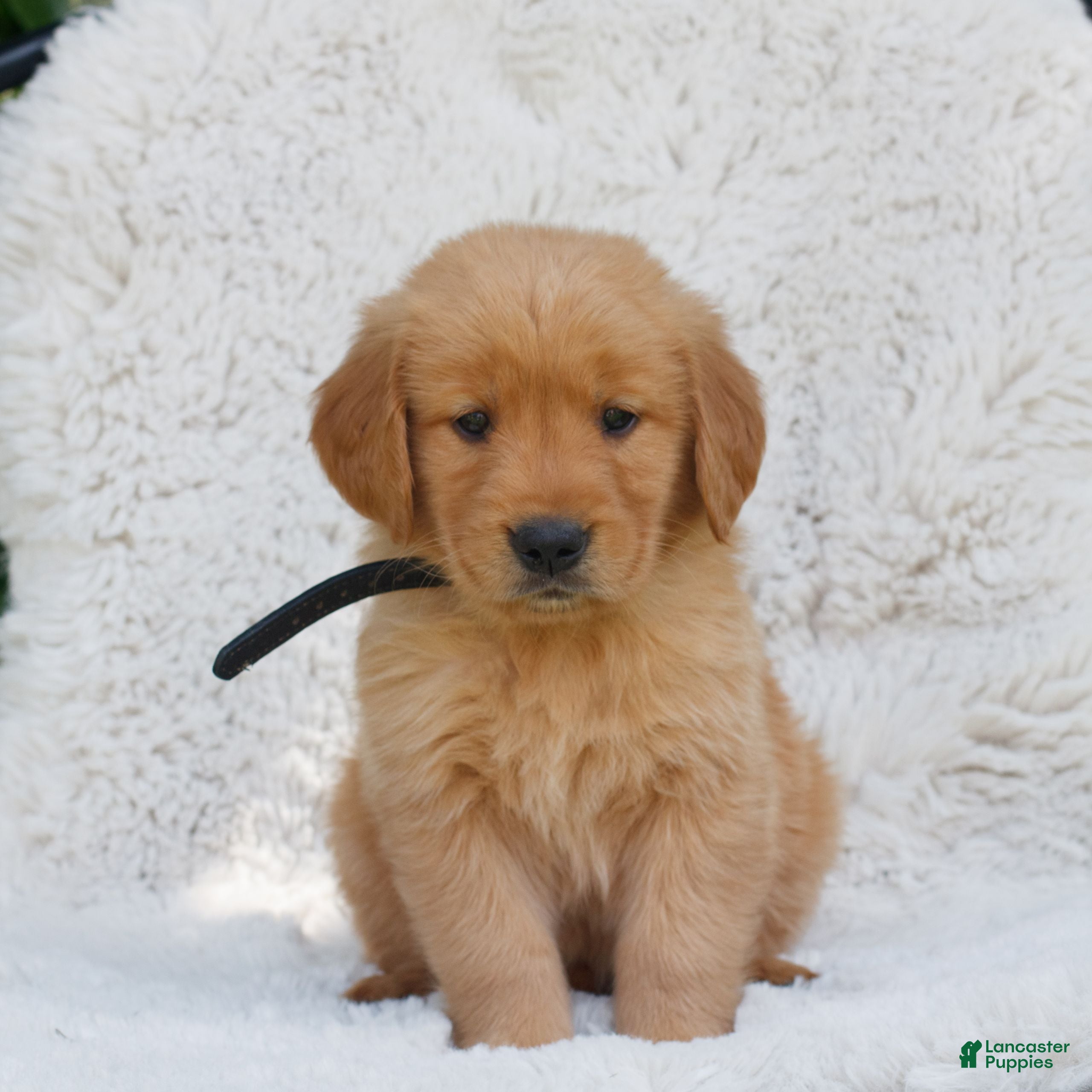 Golden Retriever dogs Patrick  - Ad 1