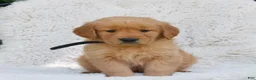 Golden Retriever dogs for sale: Patrick  - Ad 1
