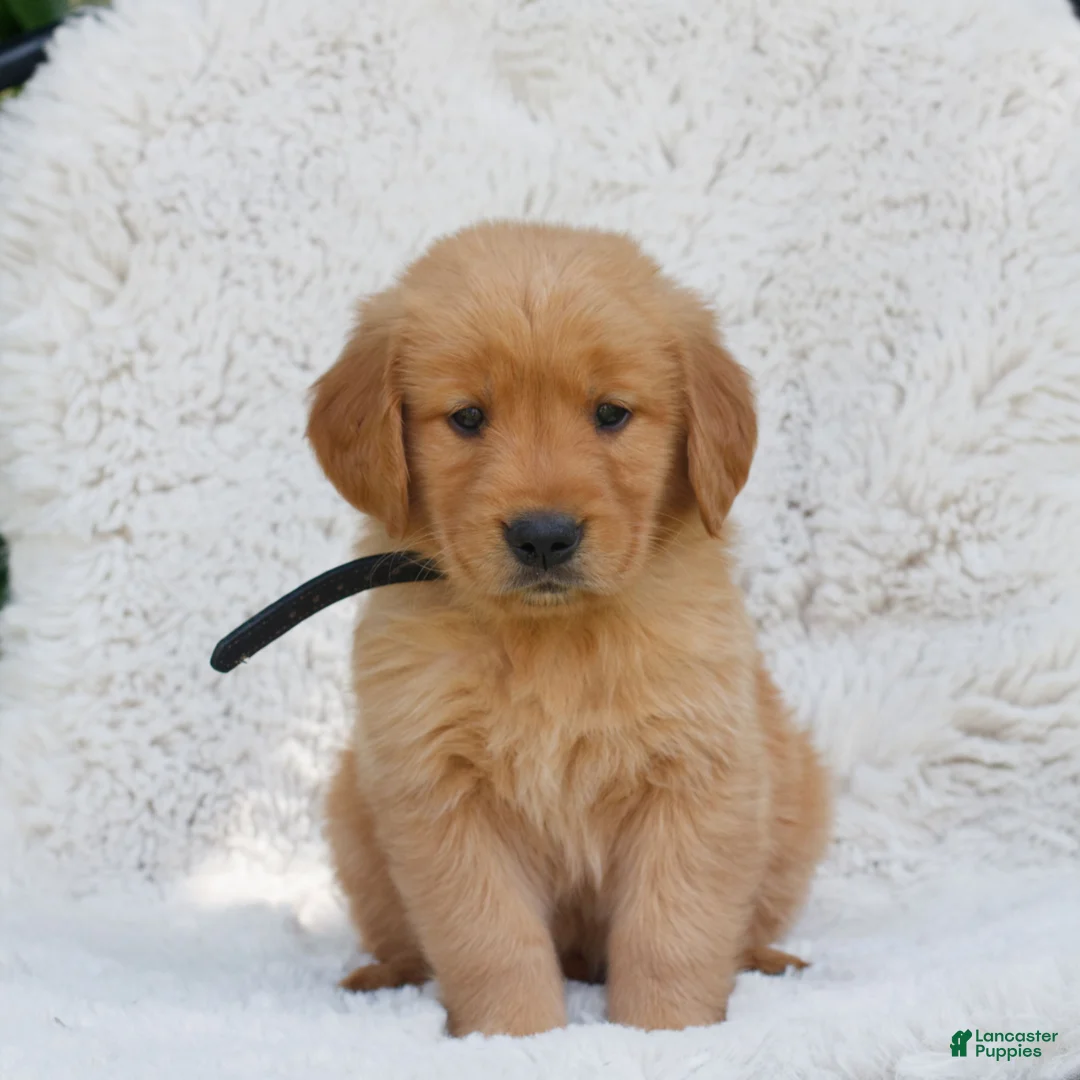 Golden Retriever dogs for sale: Patrick  - Ad 1