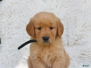 Golden Retriever dogs for sale: Patrick - Ad 2