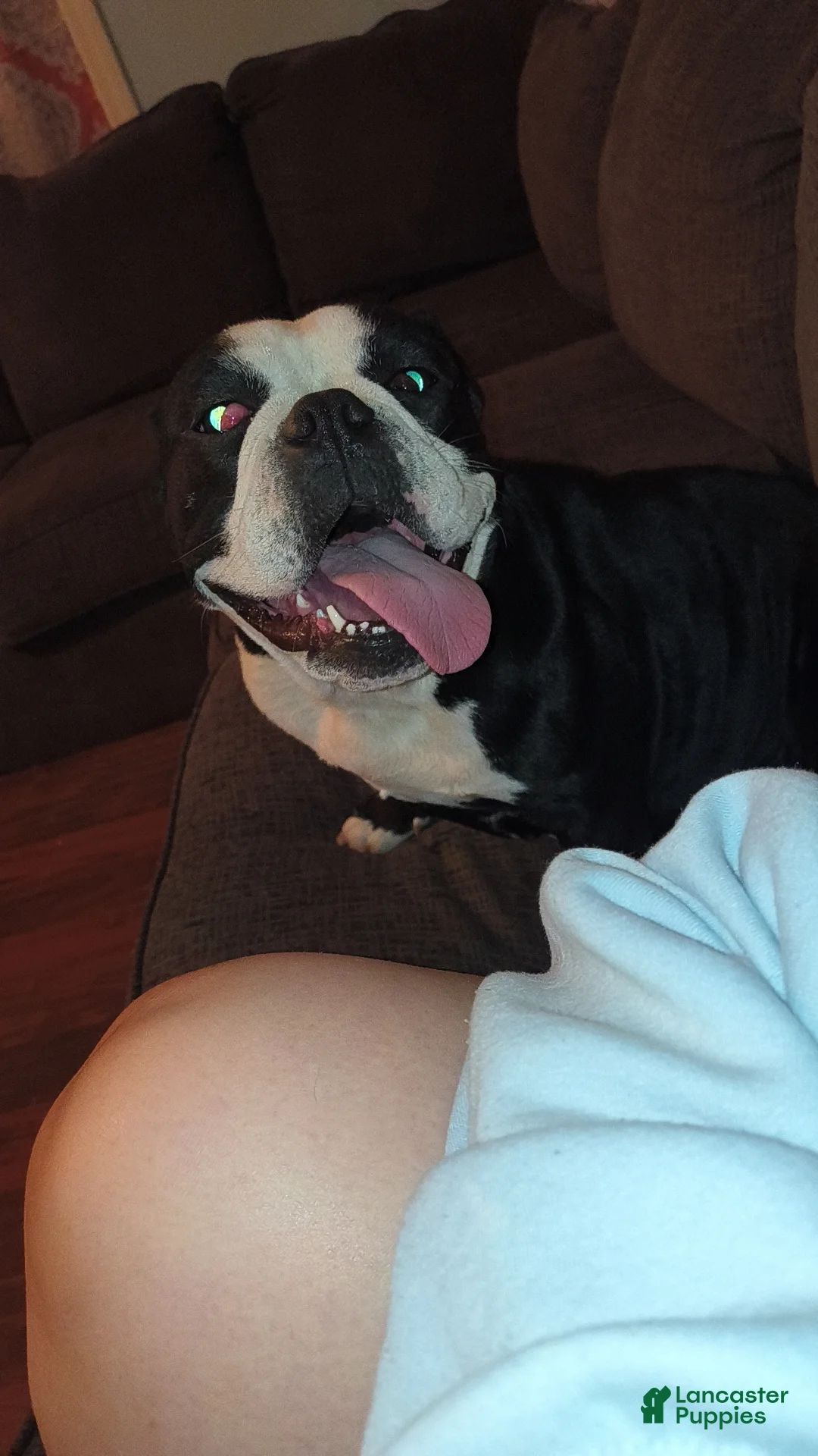 Mixed Breed dogs for sale: Orange boy  - Ad 2