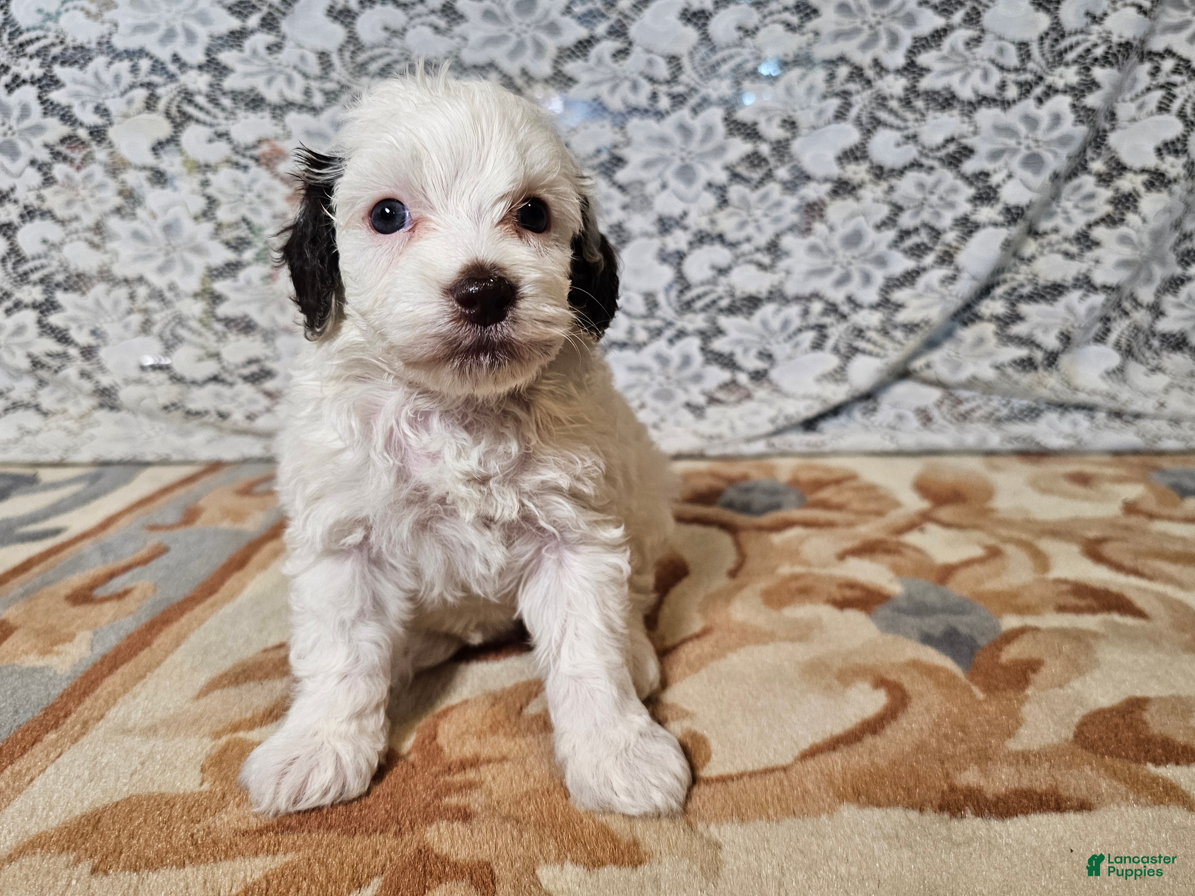 Mini Goldendoodle dogs Lily - Ad 1