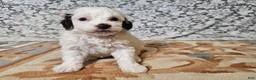 Mini Goldendoodle dogs for sale: Lily - Ad 1