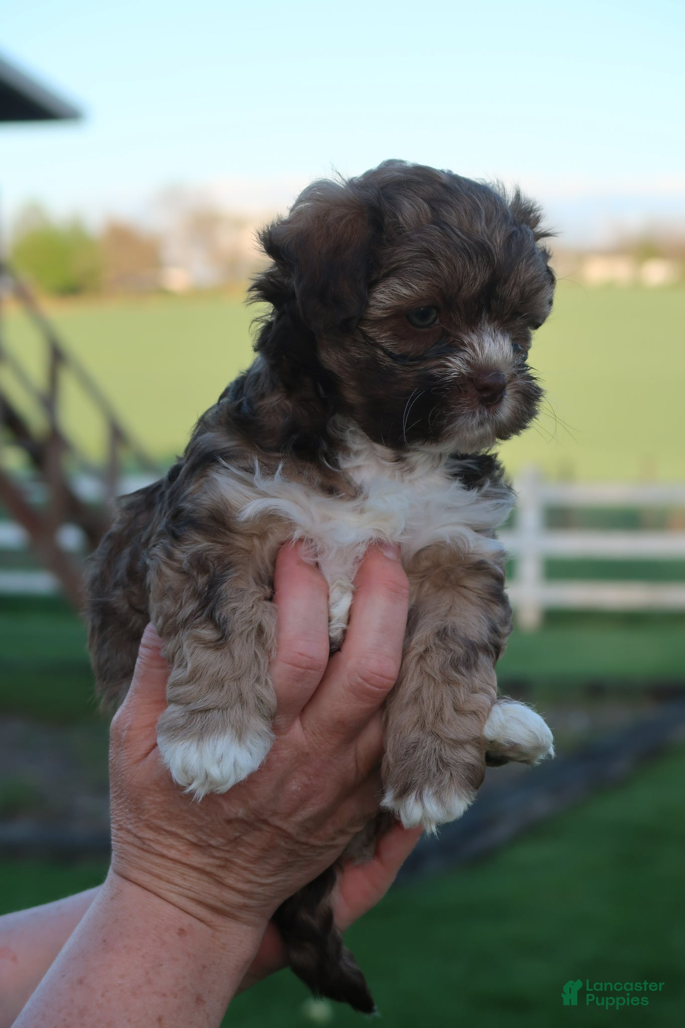 Shihpoo dogs Zoe - Ad 2