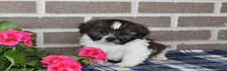 Shih Tzu dogs for sale: Kyle - Ad 1