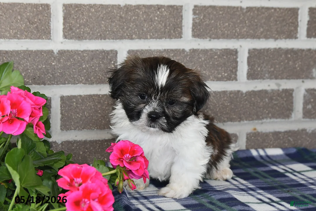 Shih Tzu dogs for sale: Kyle - Ad 1