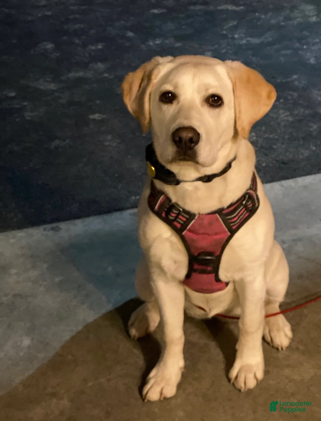 Labrador Retriever dogs for sale: Cloudy - Ad 5