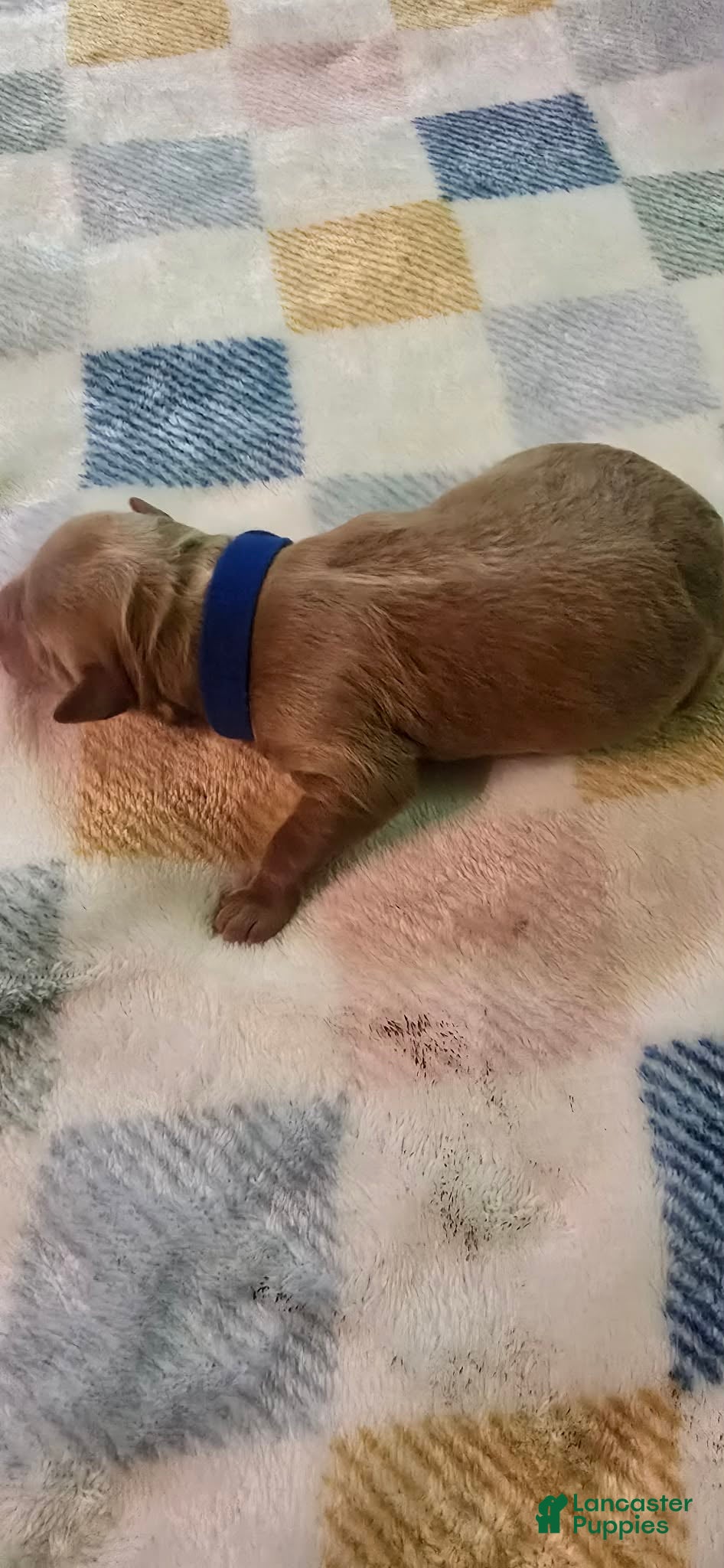 Mini Goldendoodle dogs Rocco - Ad 7