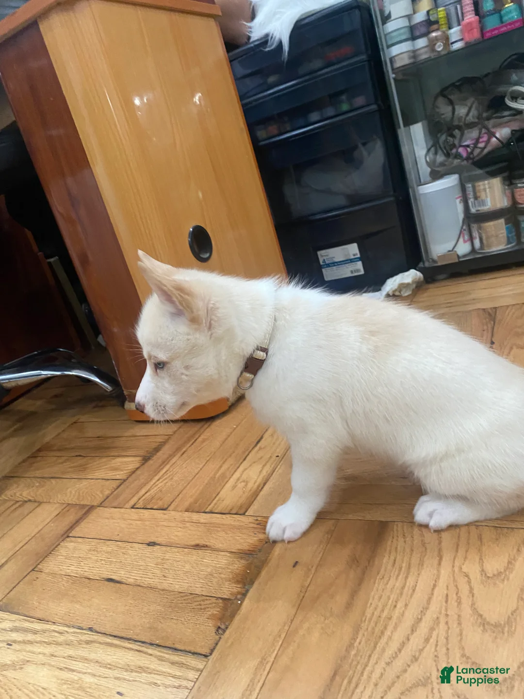Siberian Husky dogs for sale: Caramel  - Ad 2