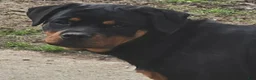 Rottweiler dogs for sale: Scarlett - Ad 18