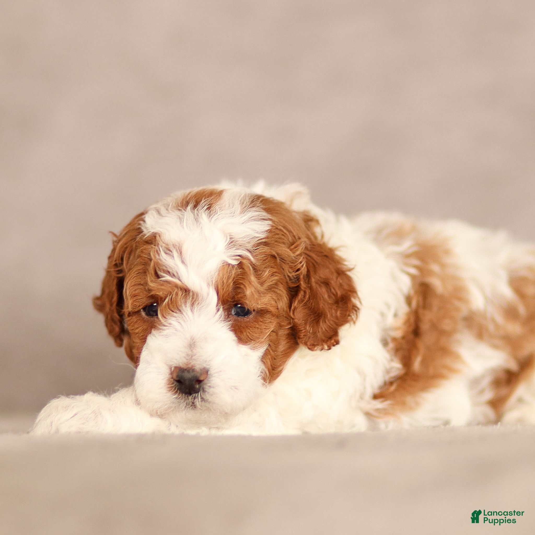 Standard Poodle dogs Blake Poodle Puppy  - Ad 1