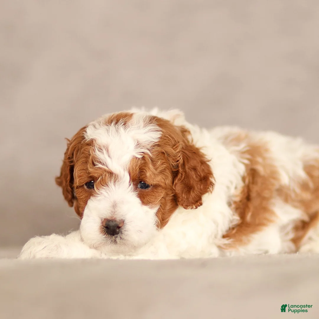 Standard Poodle dogs for sale: Blake Poodle Puppy  - Ad 1