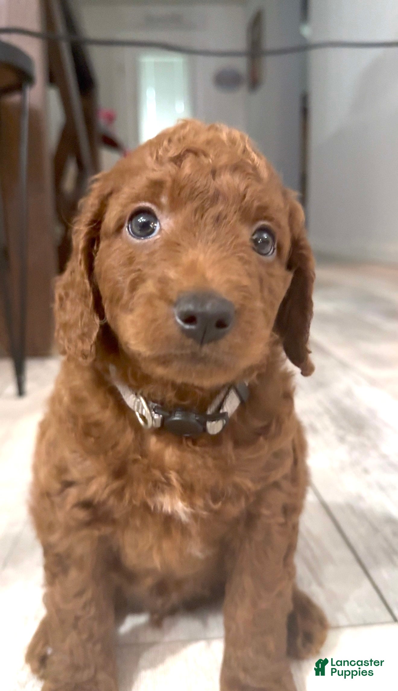 Goldendoodle dogs Goldendoodle 6 Ash - Ad 32