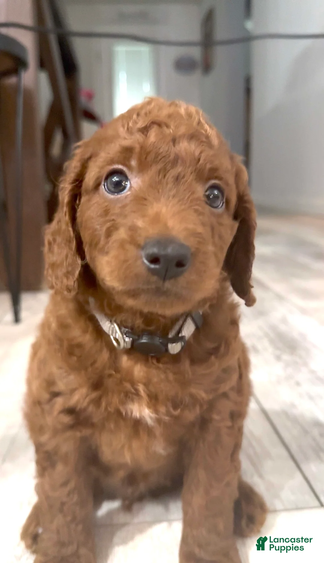Goldendoodle dogs for sale: Goldendoodle 6 Ash - Ad 1