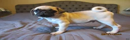 Pug dogs for sale: Pug Puppy 1 - Ad 8