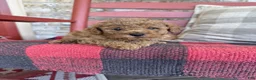 Mixed Breed dogs for sale: Toby - Ad 2