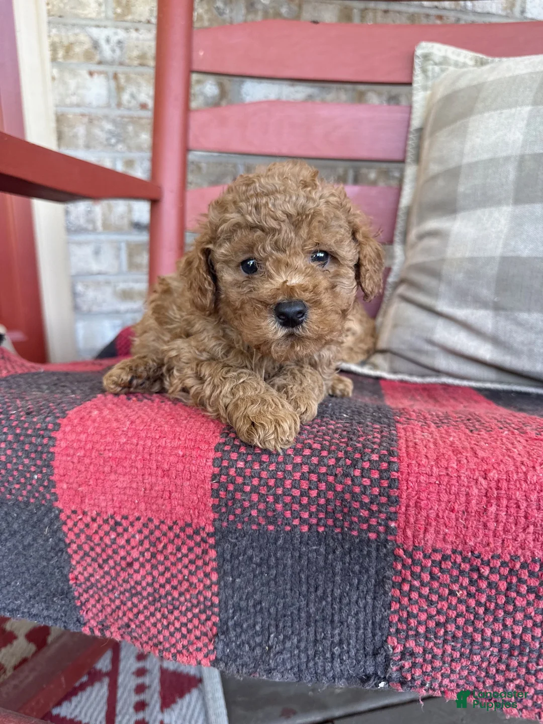Mixed Breed dogs for sale: Toby - Ad 2