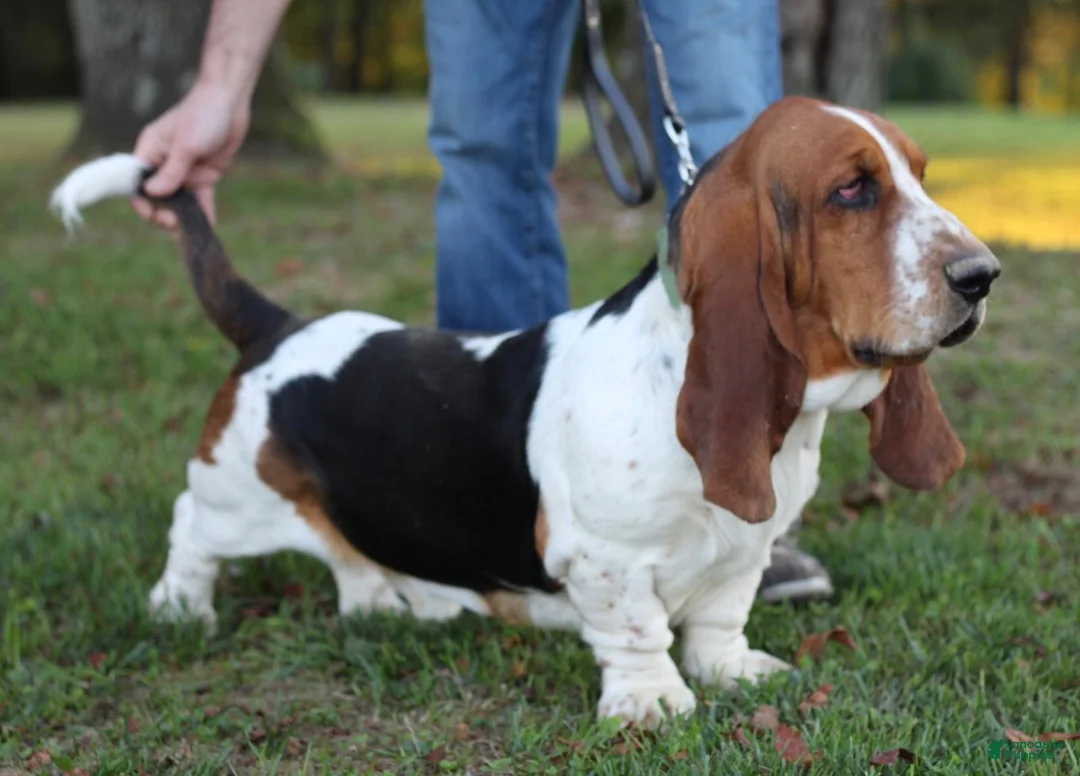 Basset Hound dogs for sale: Oscar - Ad 20