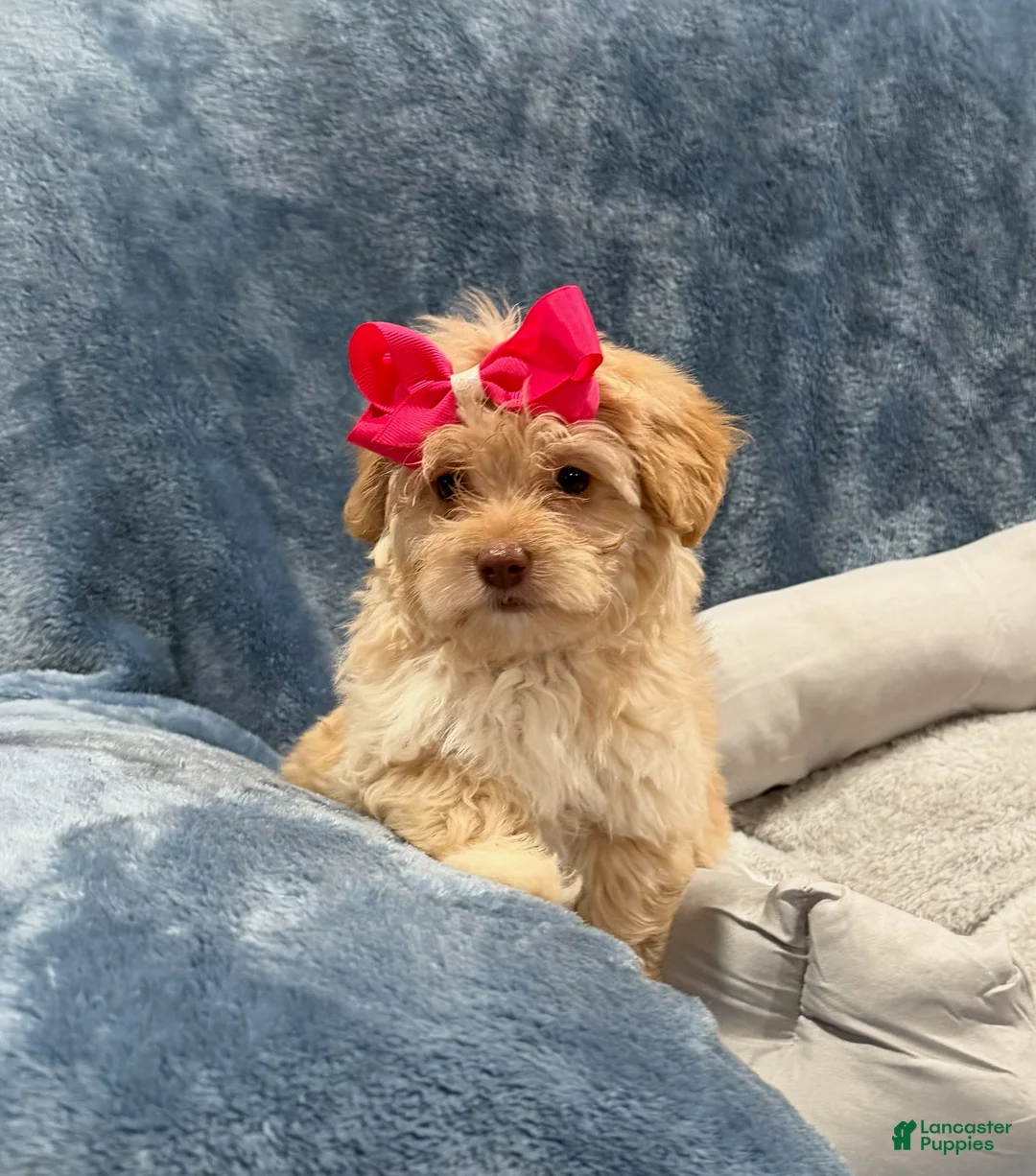 Havapoo dogs for sale: Lucy - Ad 1