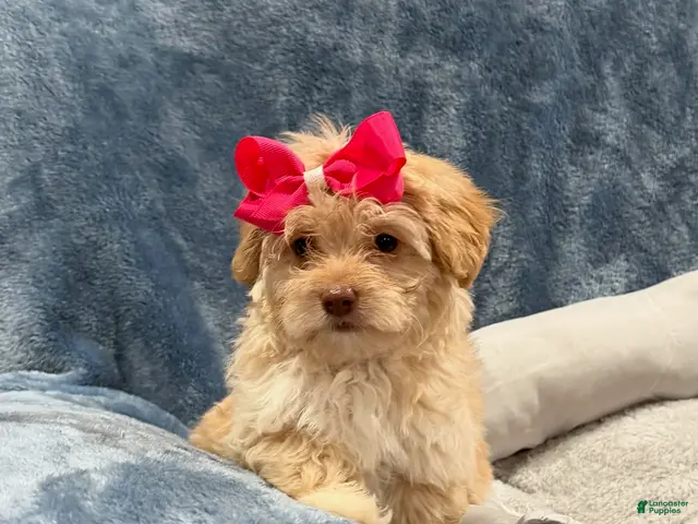Havapoo dogs for sale: Lucy - Ad 30