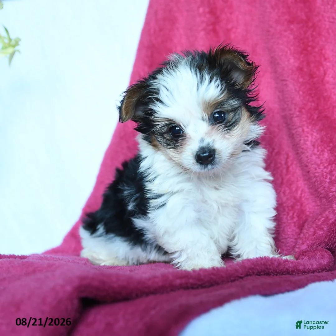 Yorkshire Terrier dogs for sale: Snickers - Ad 1