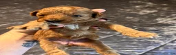 Cavapoo dogs for sale: Cavapoo 5 Light Pink Collar - Ad 3