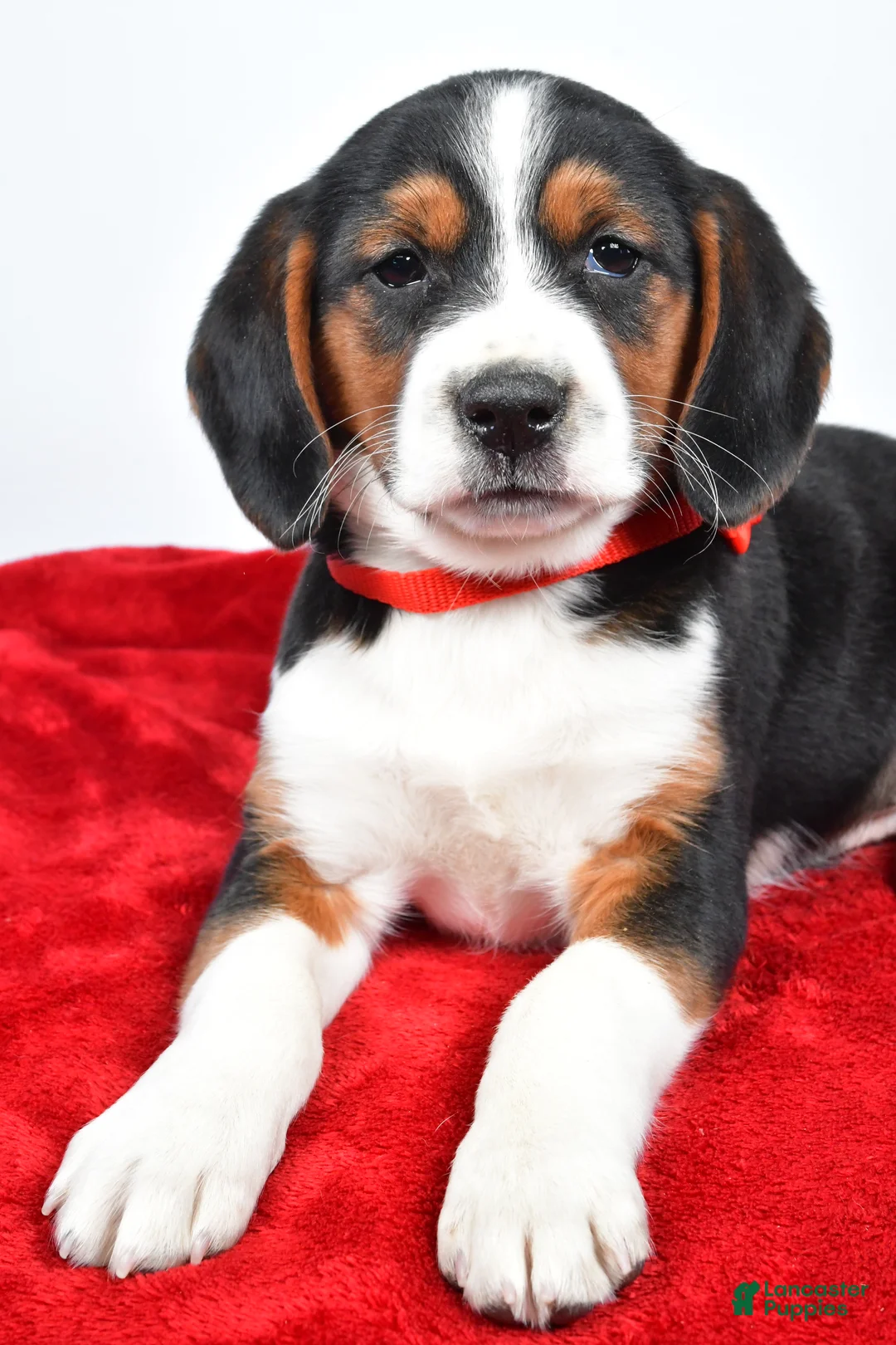 Mixed Breed dogs for sale: Tiny - Ad 5