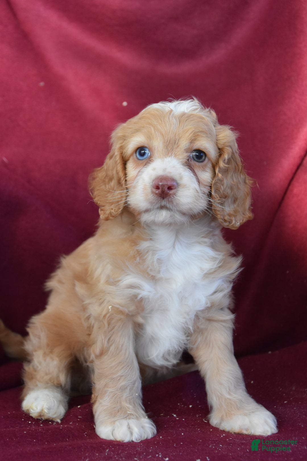 Cockapoo dogs for sale: Harley - Ad 2