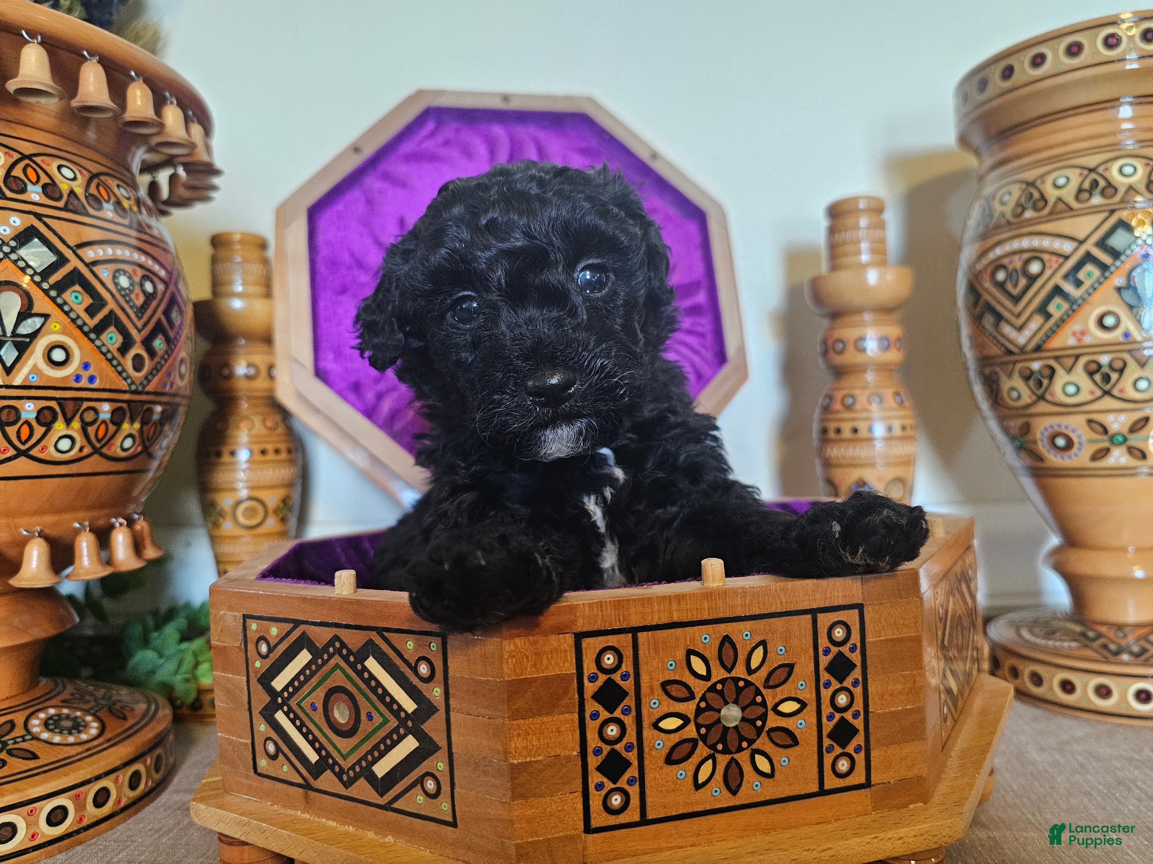Mini Goldendoodle dogs Mulberry. - Ad 38
