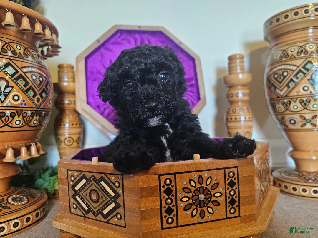 Mini Goldendoodle dogs for sale: Mulberry. - Ad 1