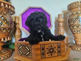 Mini Goldendoodle dogs Mulberry. - Ad 28