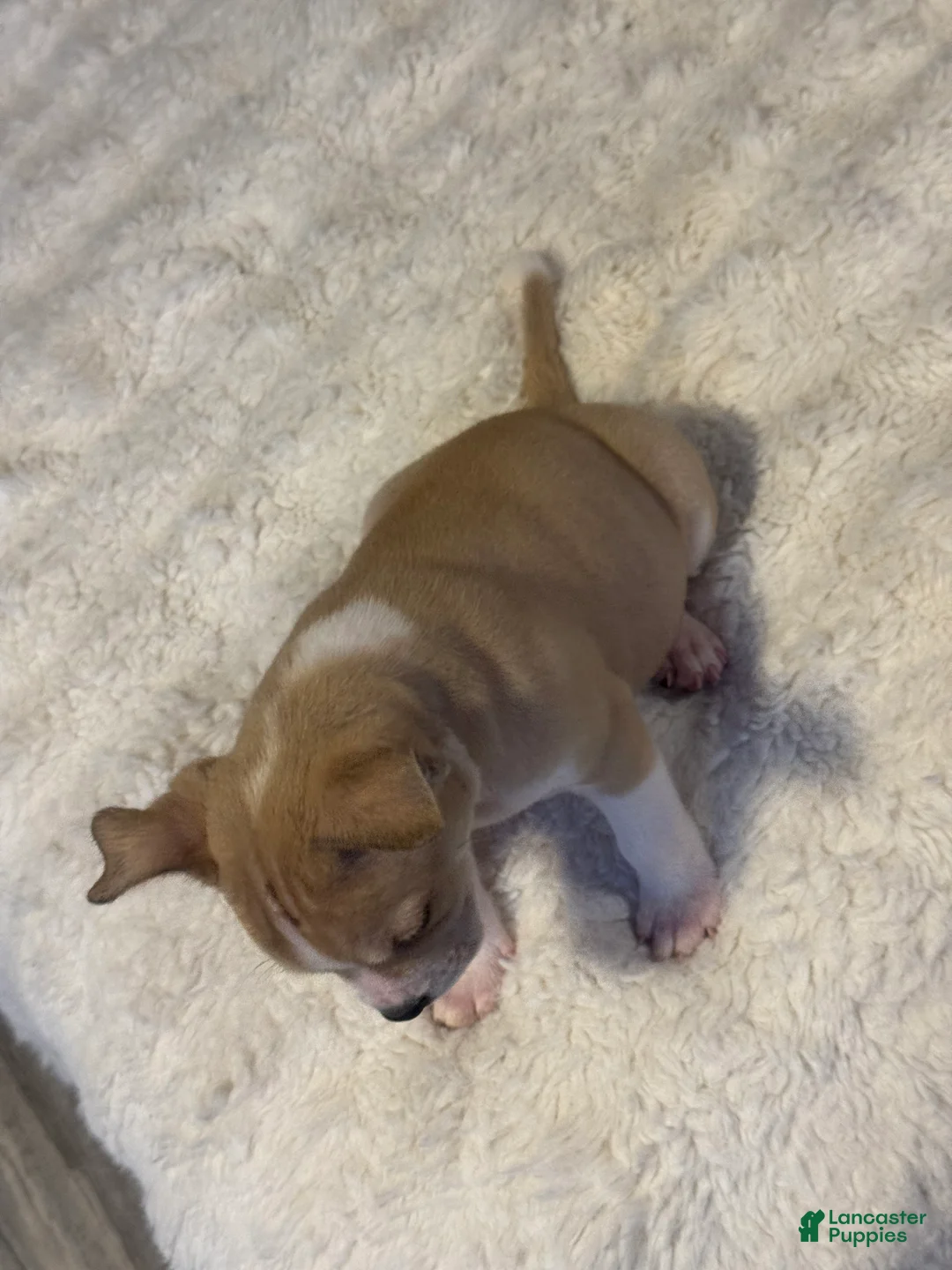 Mixed Breed dogs for sale: Latte - Ad 2